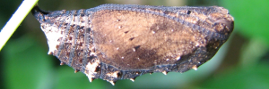 Pupae